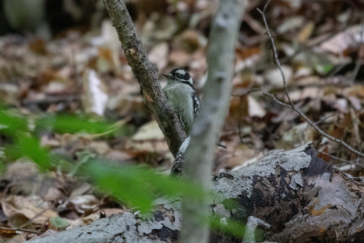 Downy Woodpecker - ML636496803
