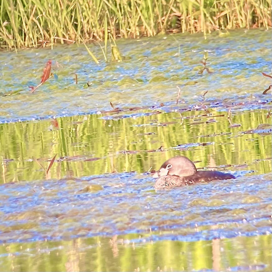 Pied-billed Grebe - ML636496835