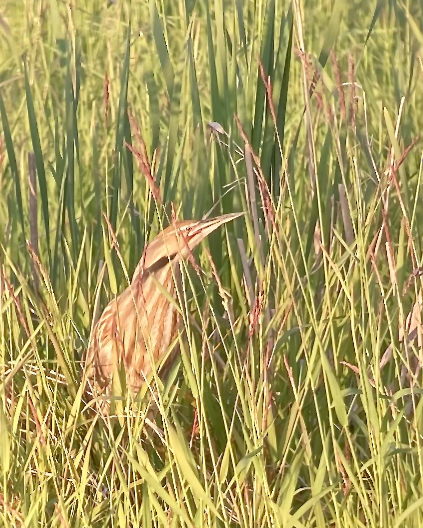 American Bittern - ML636496861