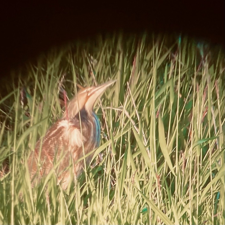 American Bittern - ML636496871