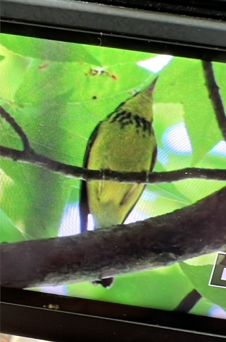 Canada Warbler - ML636497003