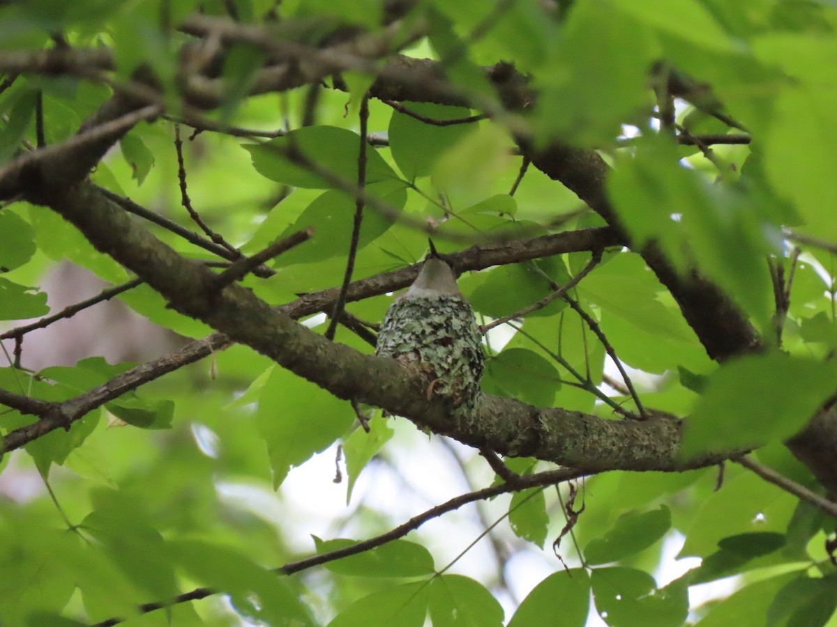 Ruby-throated Hummingbird - ML636497139