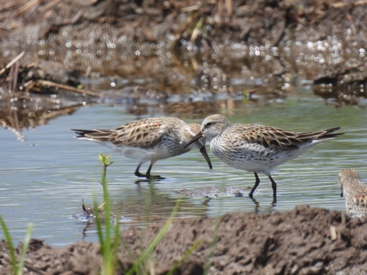 White-rumped Sandpiper - ML636497215