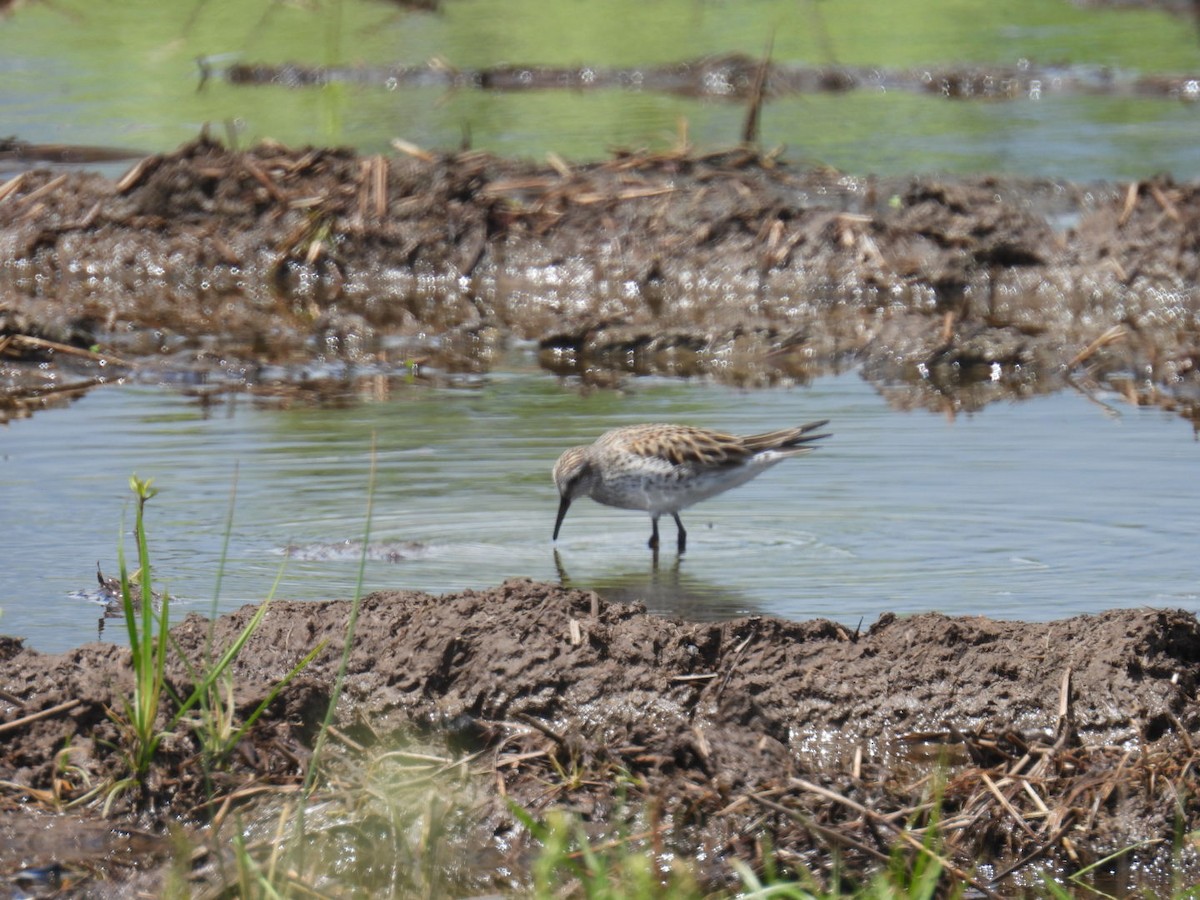 White-rumped Sandpiper - ML636497216