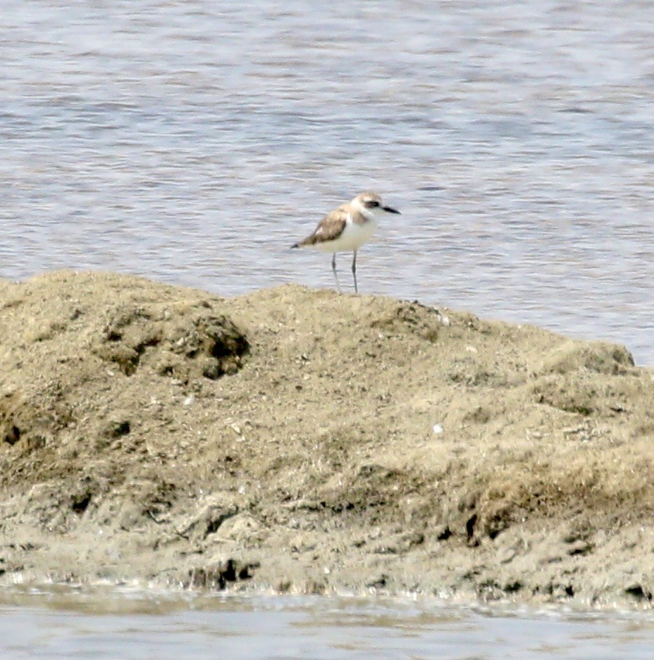 Kentish Plover (Kentish) - ML636497301