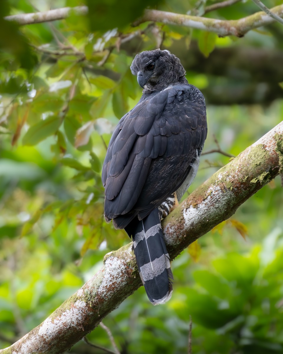Crested Eagle - ML636497446