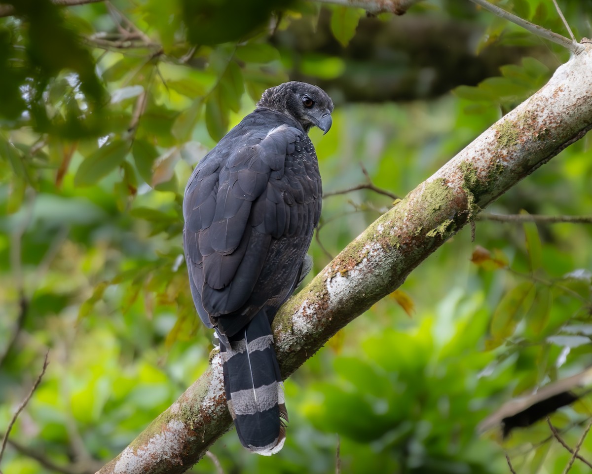 Crested Eagle - ML636497447