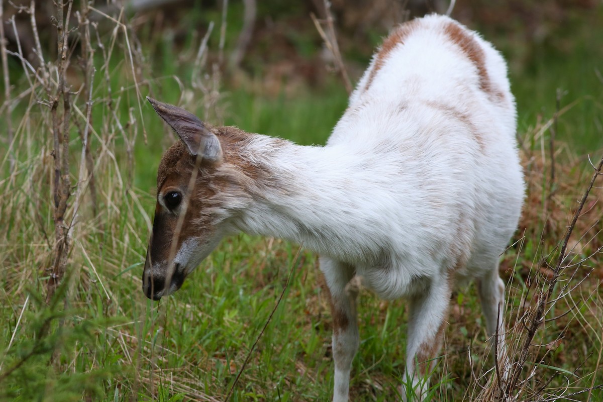Cervo coda bianca - ML636497488