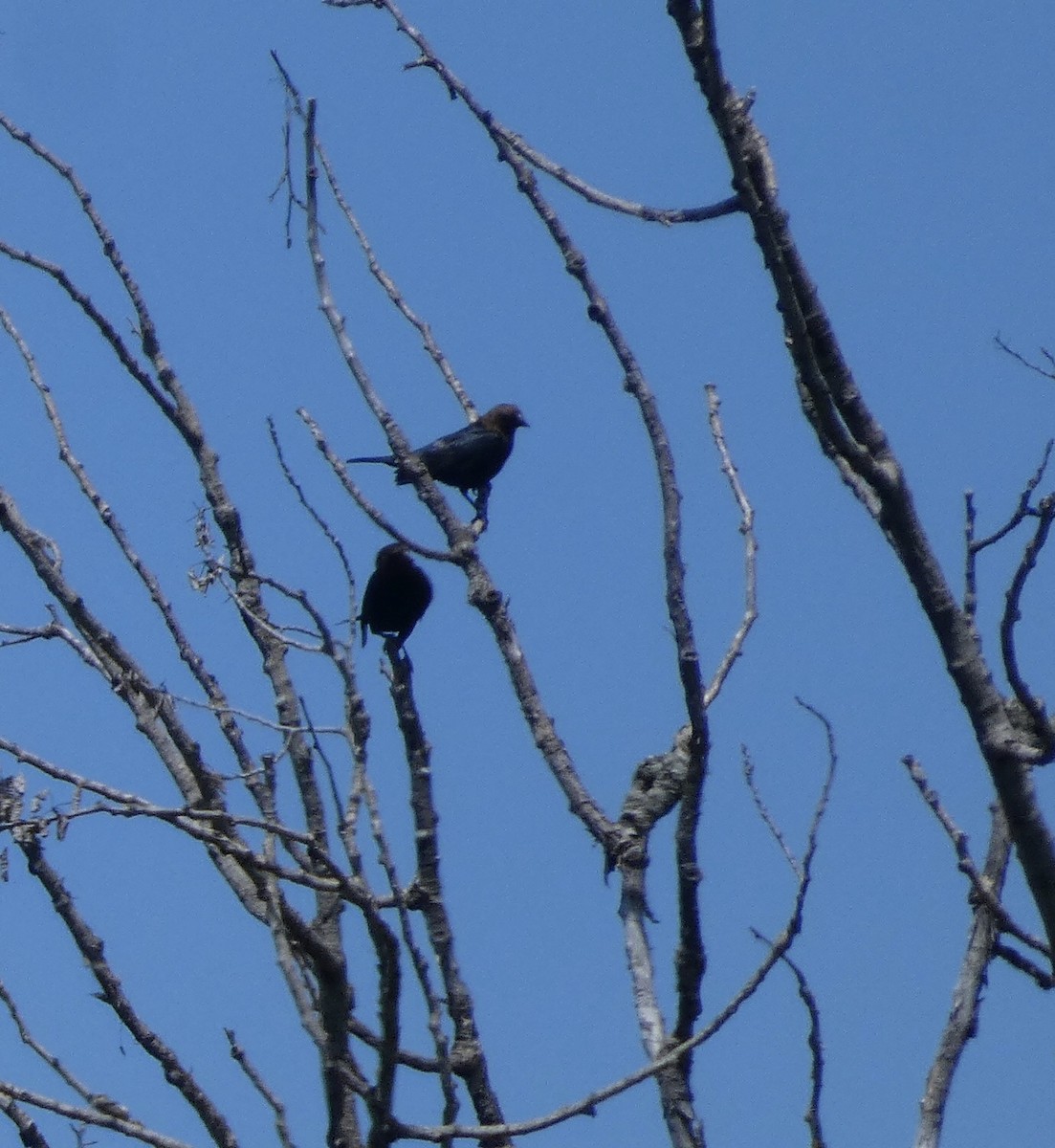 Brown-headed Cowbird - ML636497545