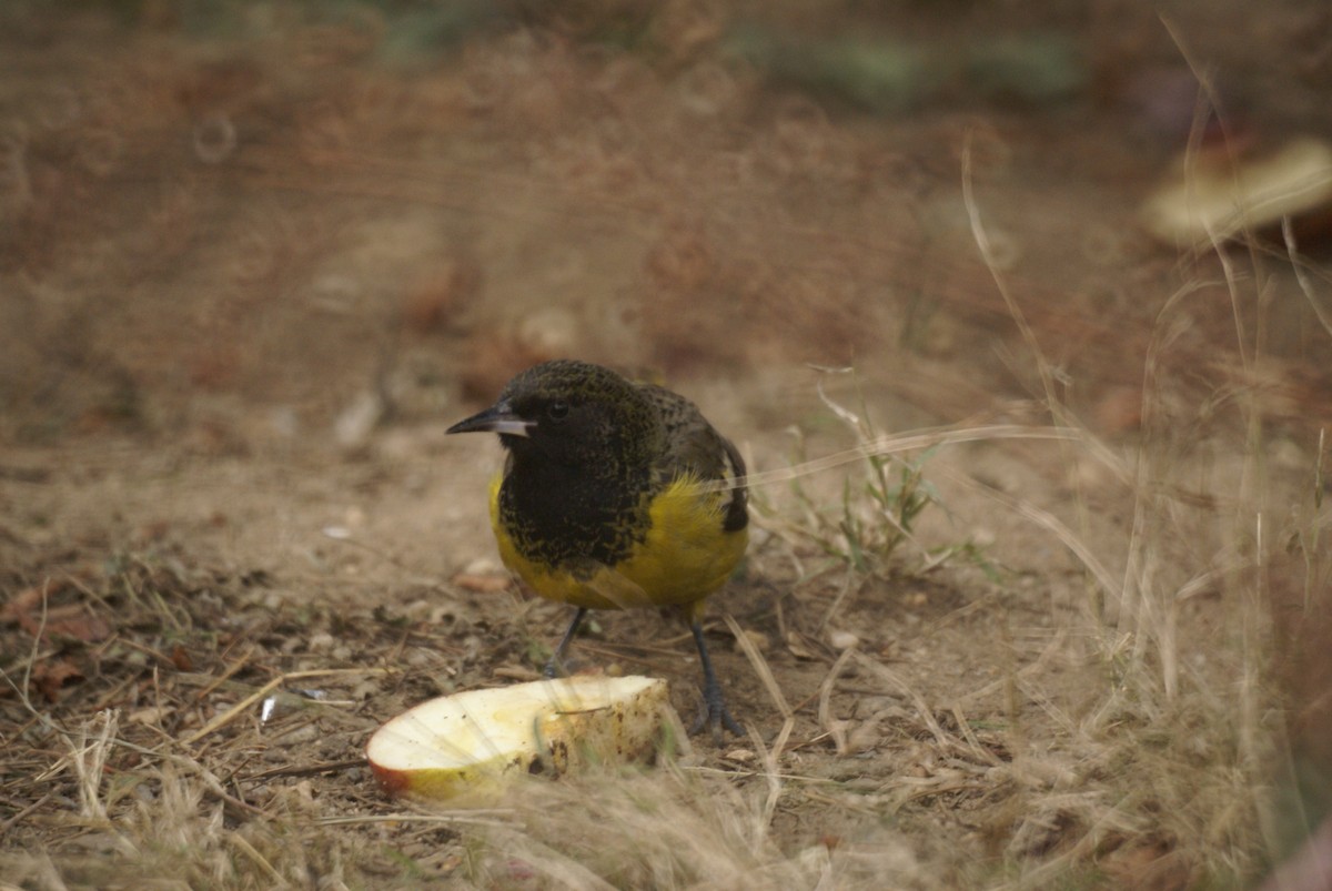 Scott's Oriole - ML636497571