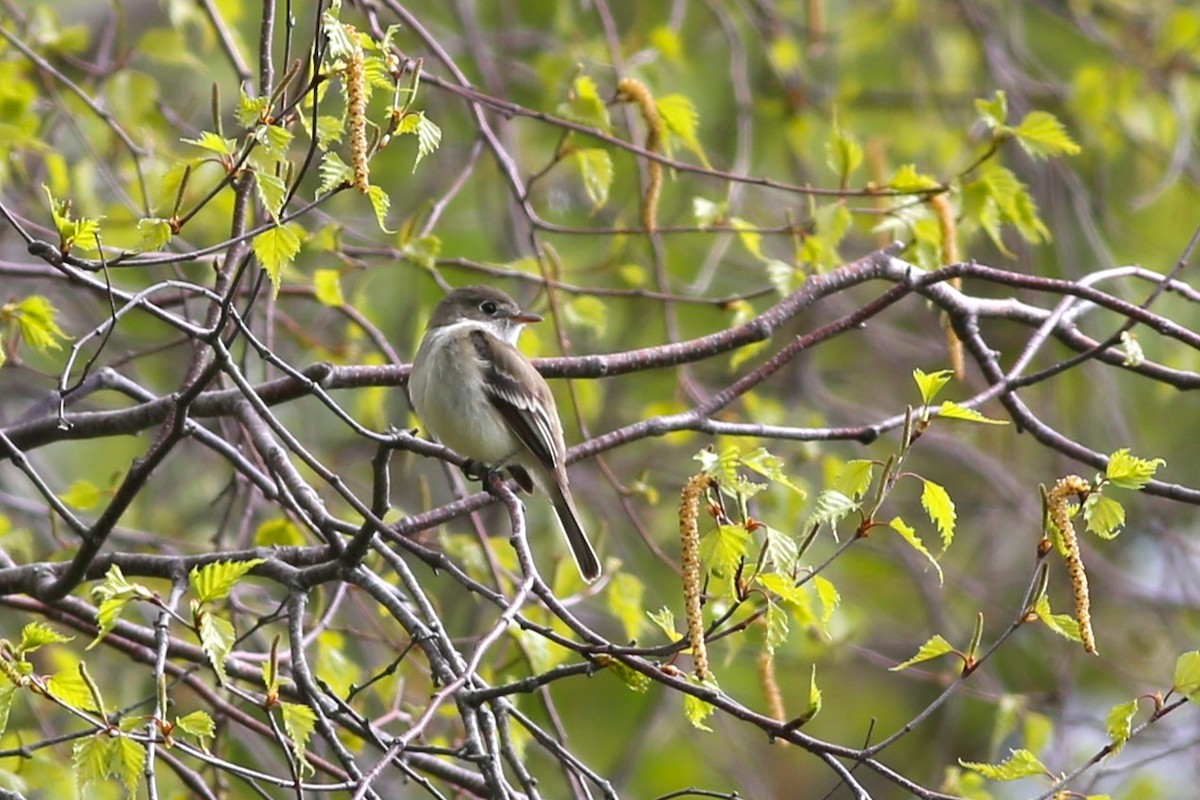 Least Flycatcher - ML636497595