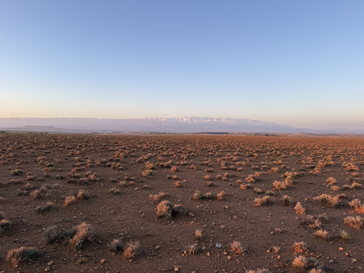 null - ML636497635