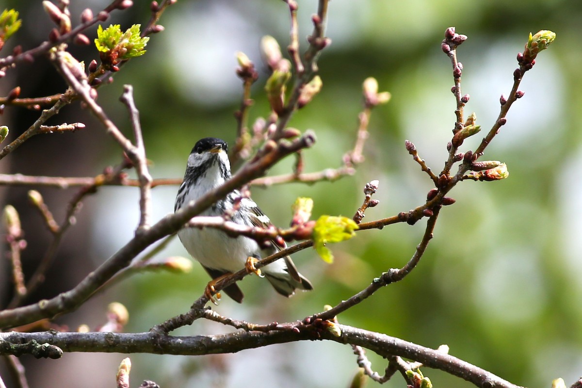 Blackpoll Warbler - ML636497644