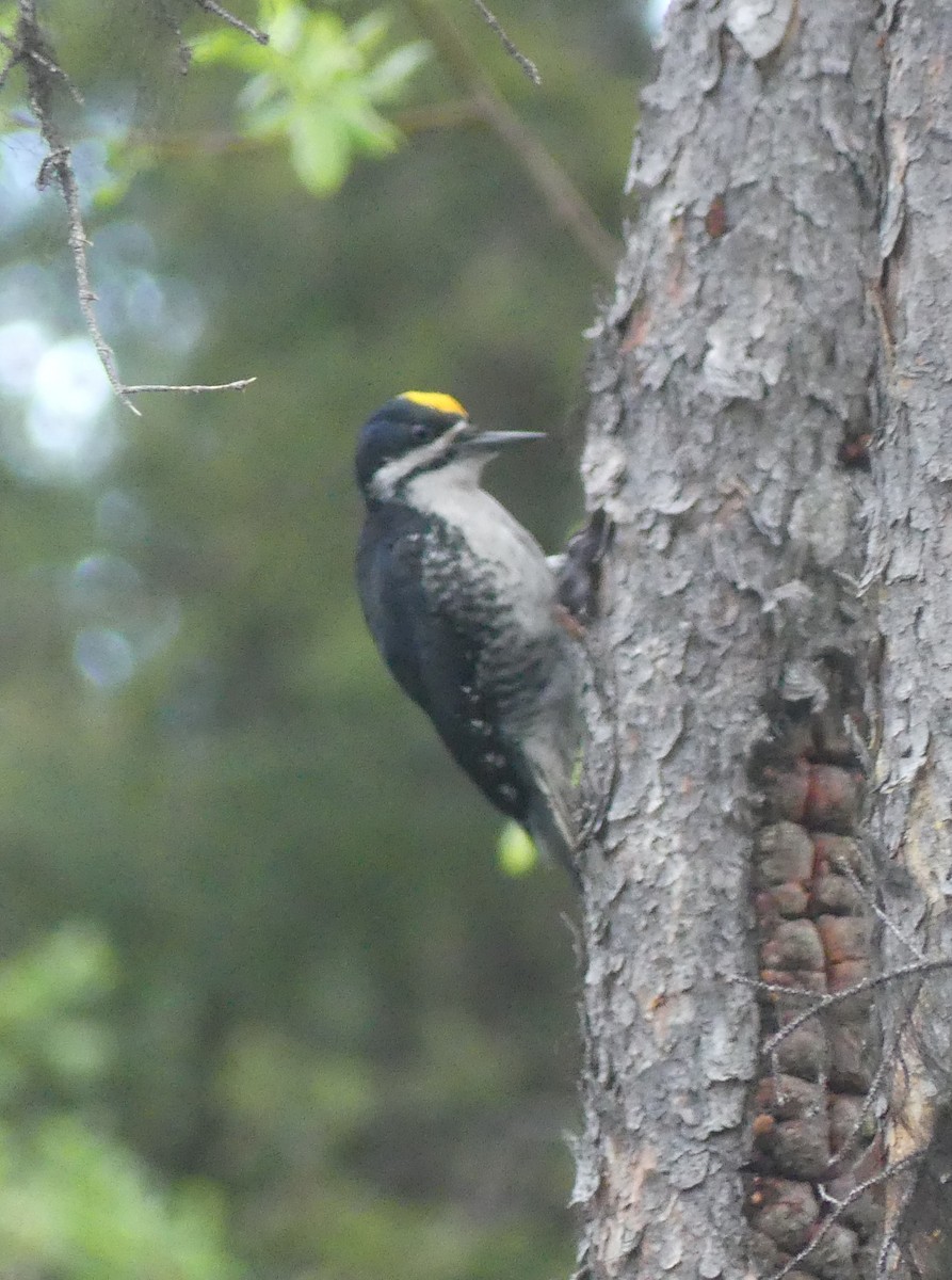 Black-backed Woodpecker - ML636497653