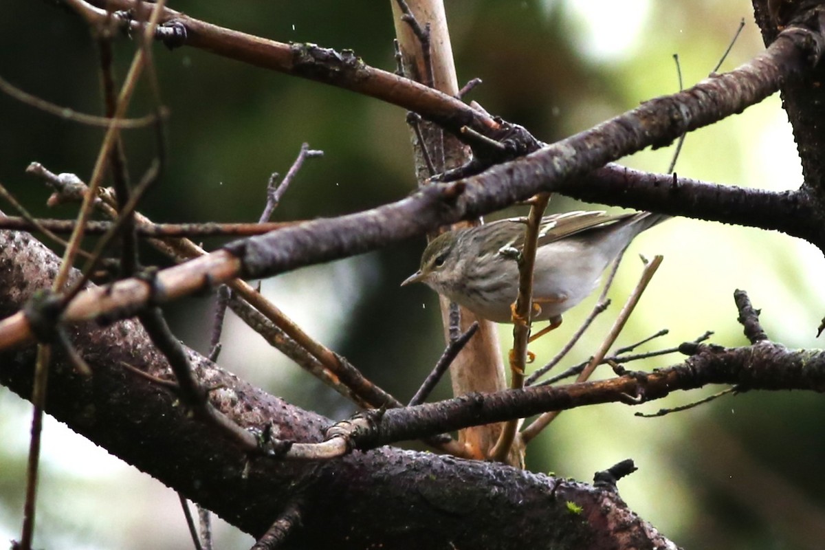 Blackpoll Warbler - ML636497658