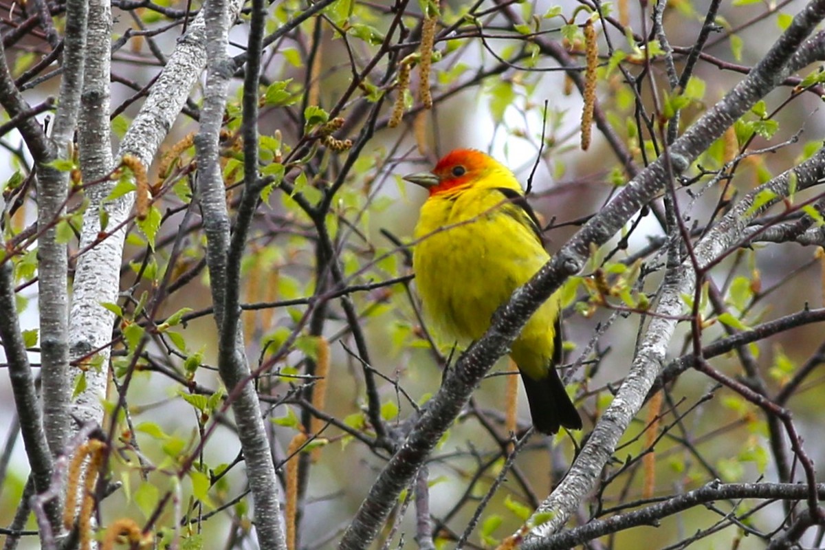 Western Tanager - ML636497708
