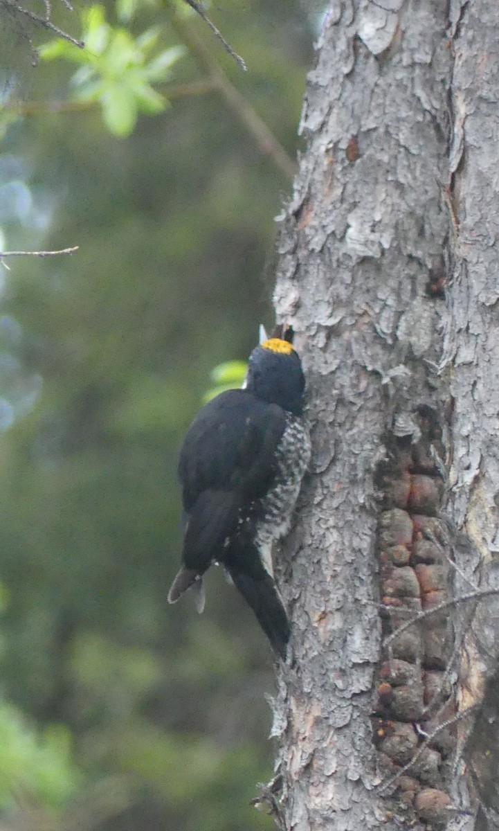 Black-backed Woodpecker - ML636497730