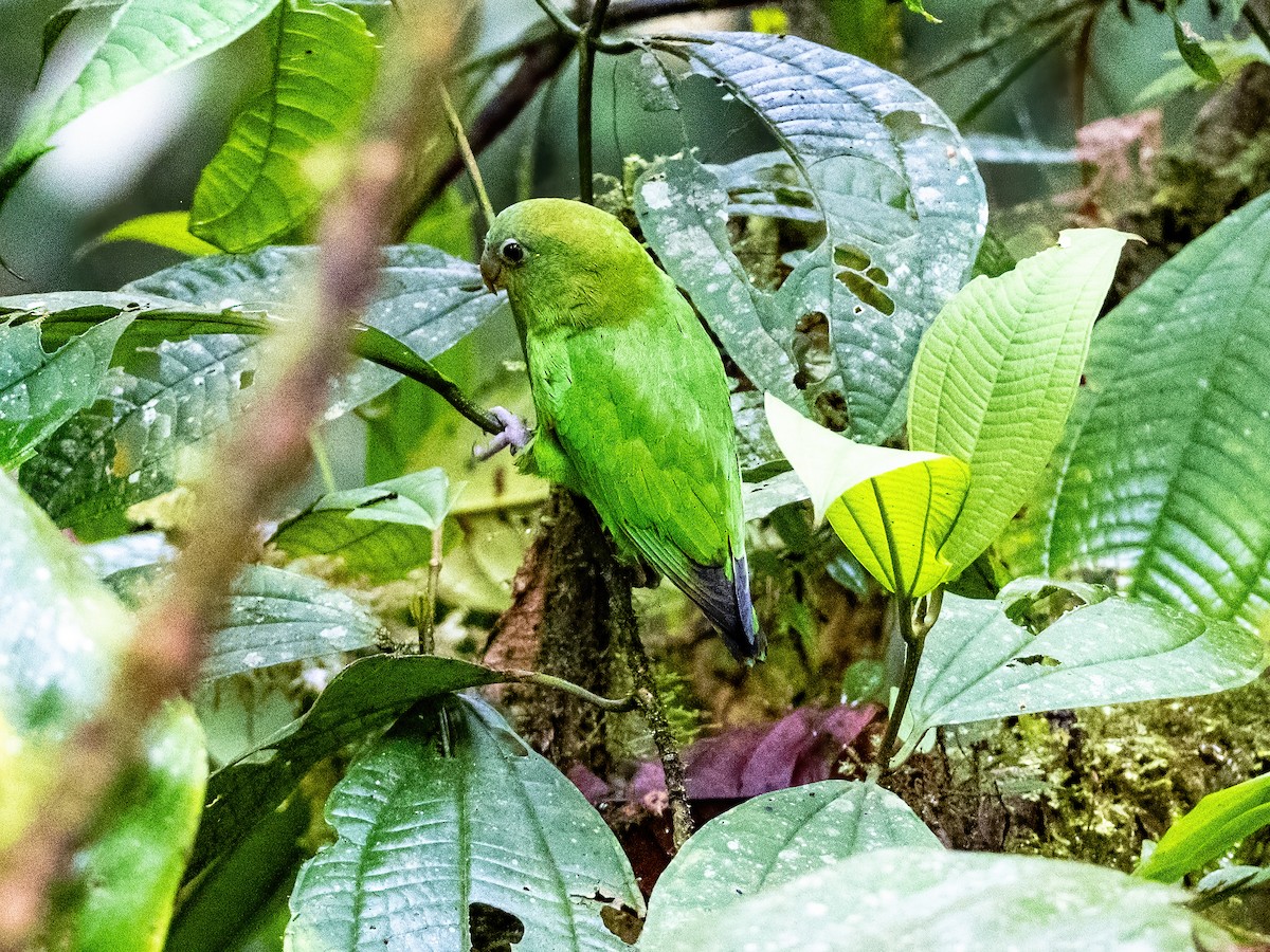 Barred Parakeet - ML636497763