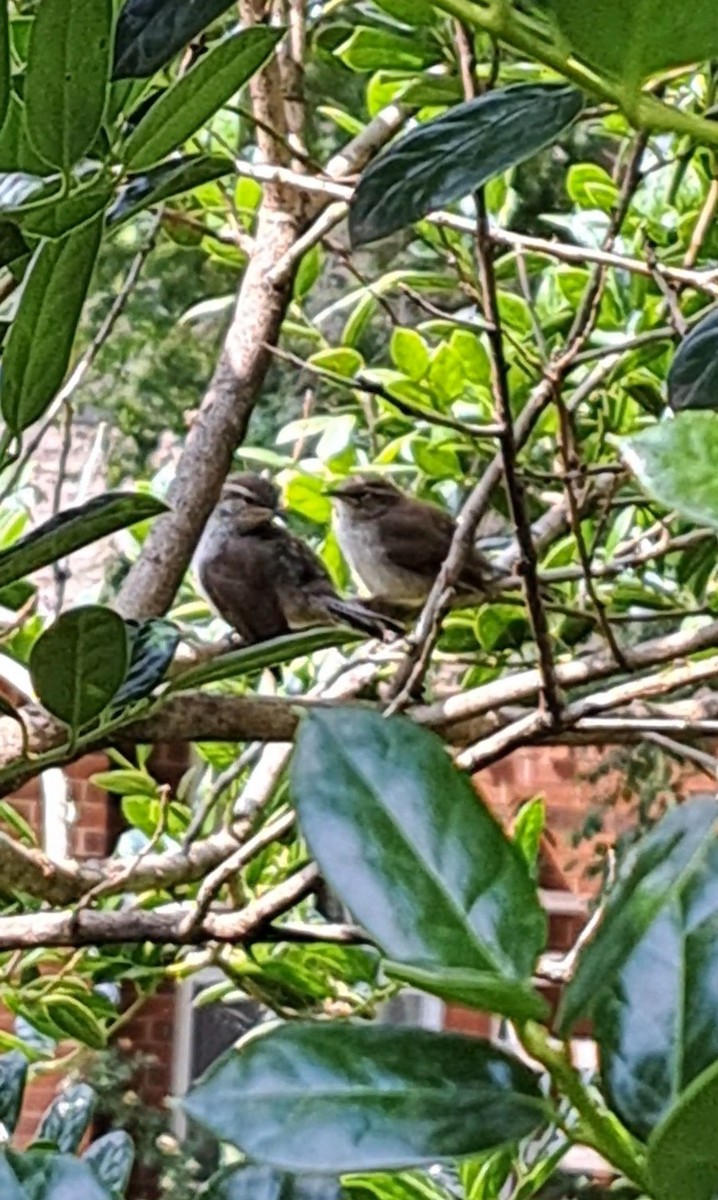 Bewick's Wren - ML636497963