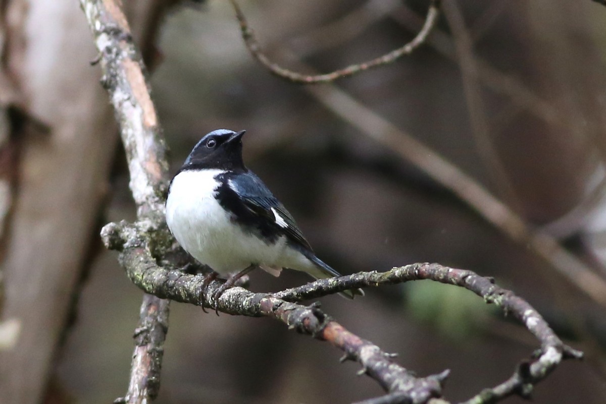 Black-throated Blue Warbler - ML636497975