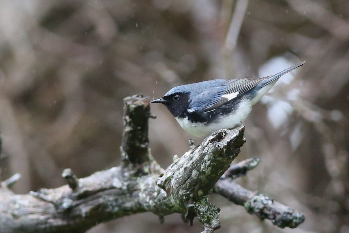 Black-throated Blue Warbler - ML636497979