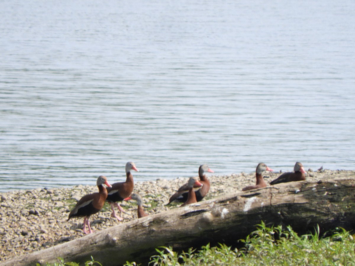 Black-bellied Whistling-Duck - ML636498005