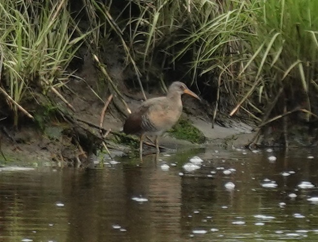 Clapper Rail - ML636498035