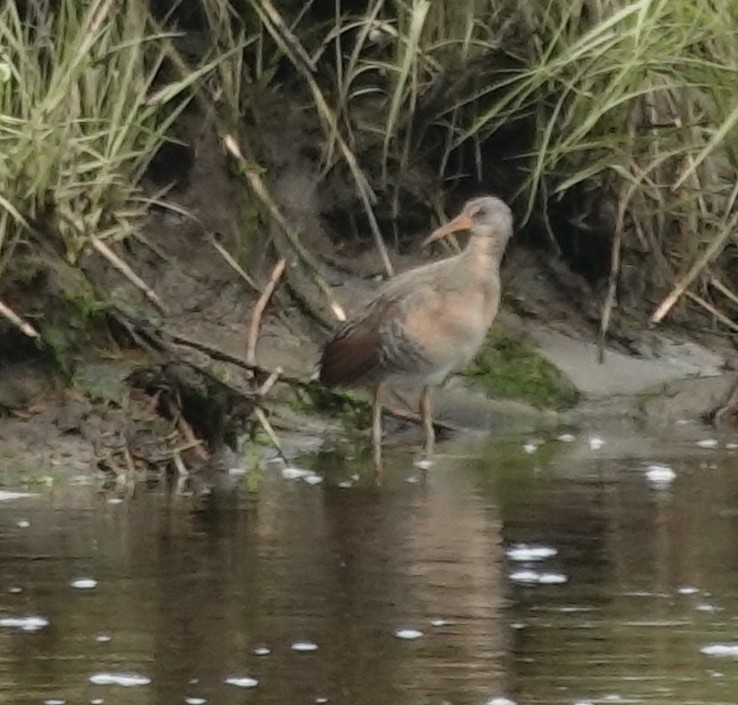 Clapper Rail - ML636498036