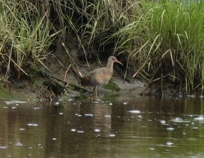 Clapper Rail - ML636498037