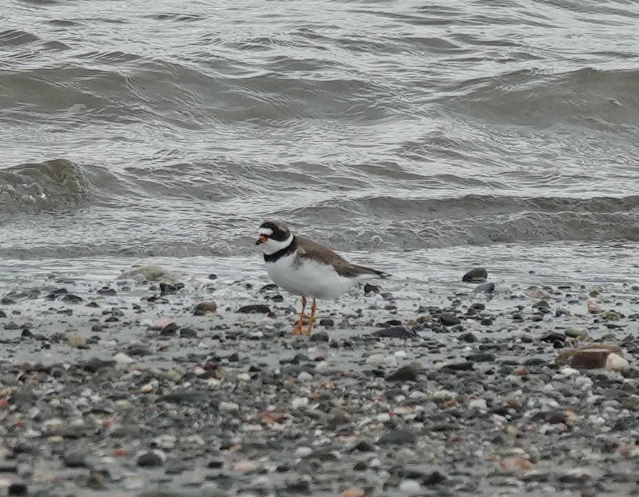 Semipalmated Plover - ML636498063