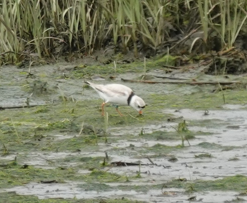 Piping Plover - ML636498084