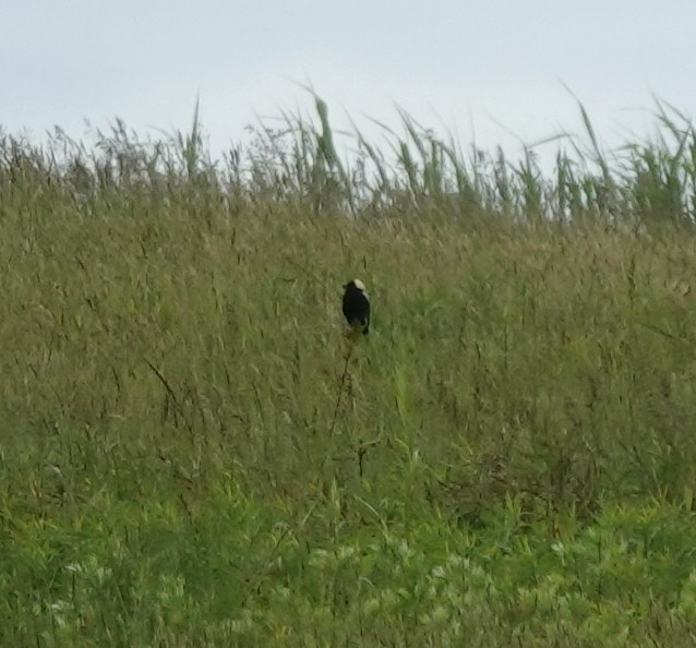 Bobolink - ML636498126