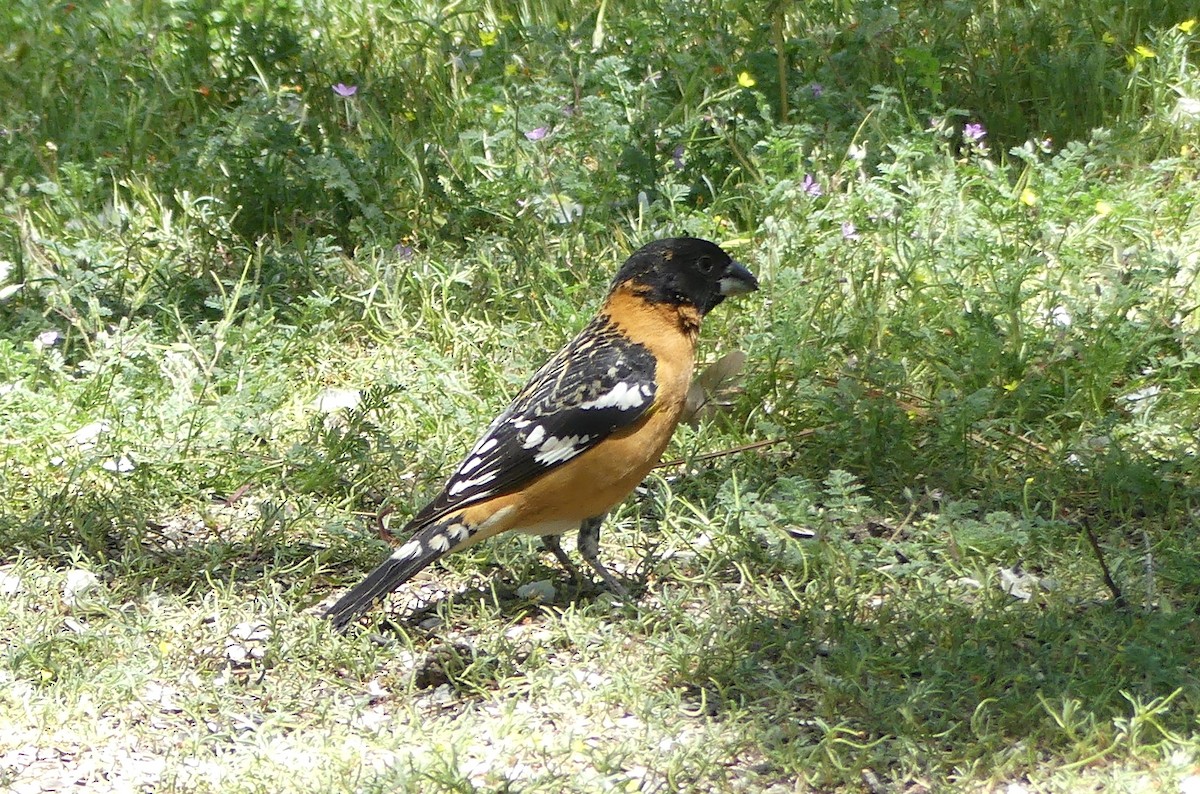 Black-headed Grosbeak - ML636498177