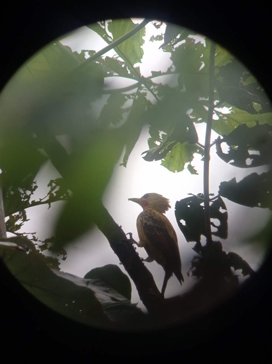 Cream-colored Woodpecker - ML636498217