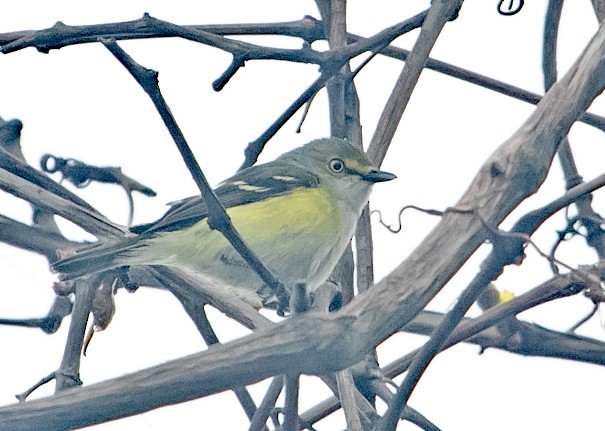 White-eyed Vireo - ML636498254