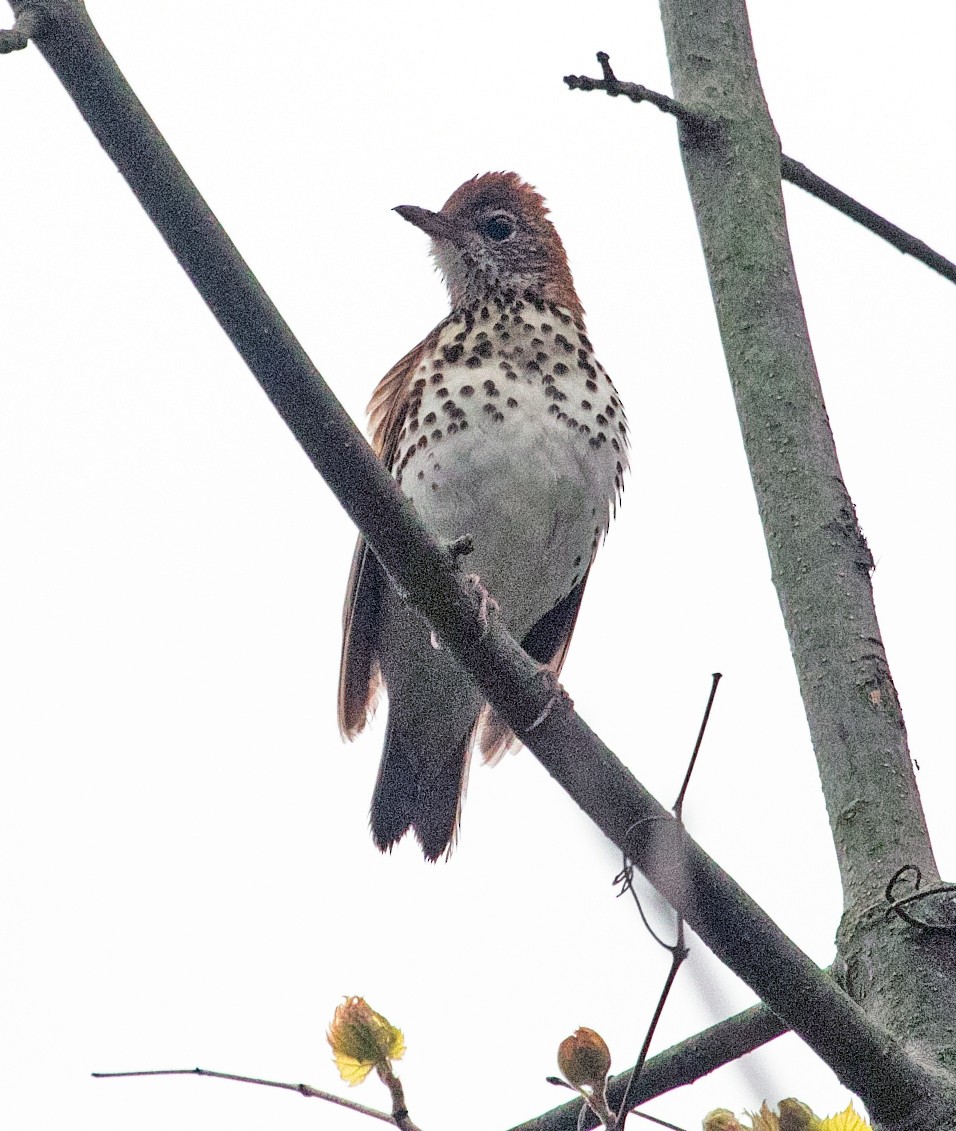 Wood Thrush - ML636498414