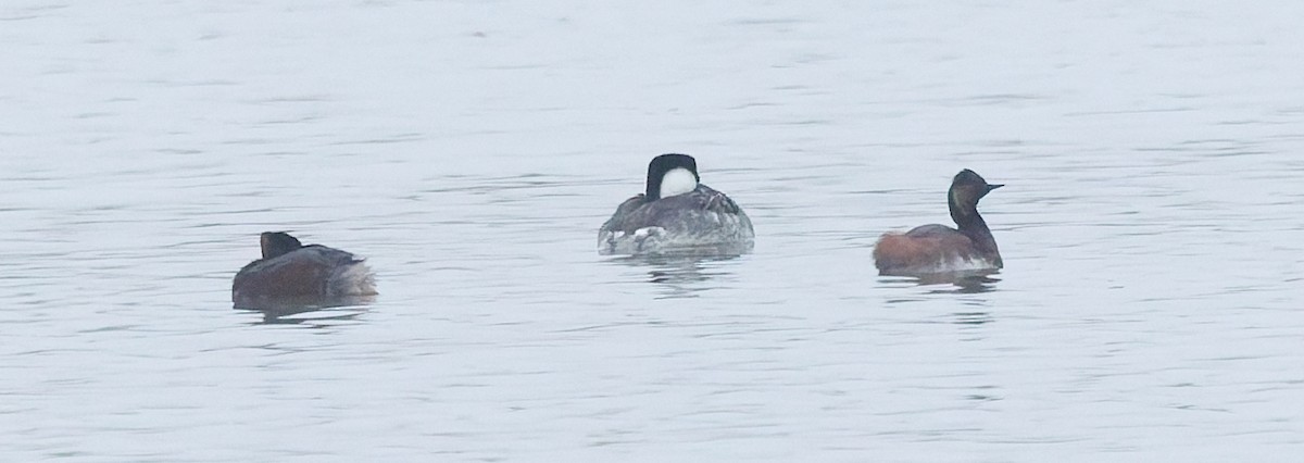 Western Grebe - ML636498520