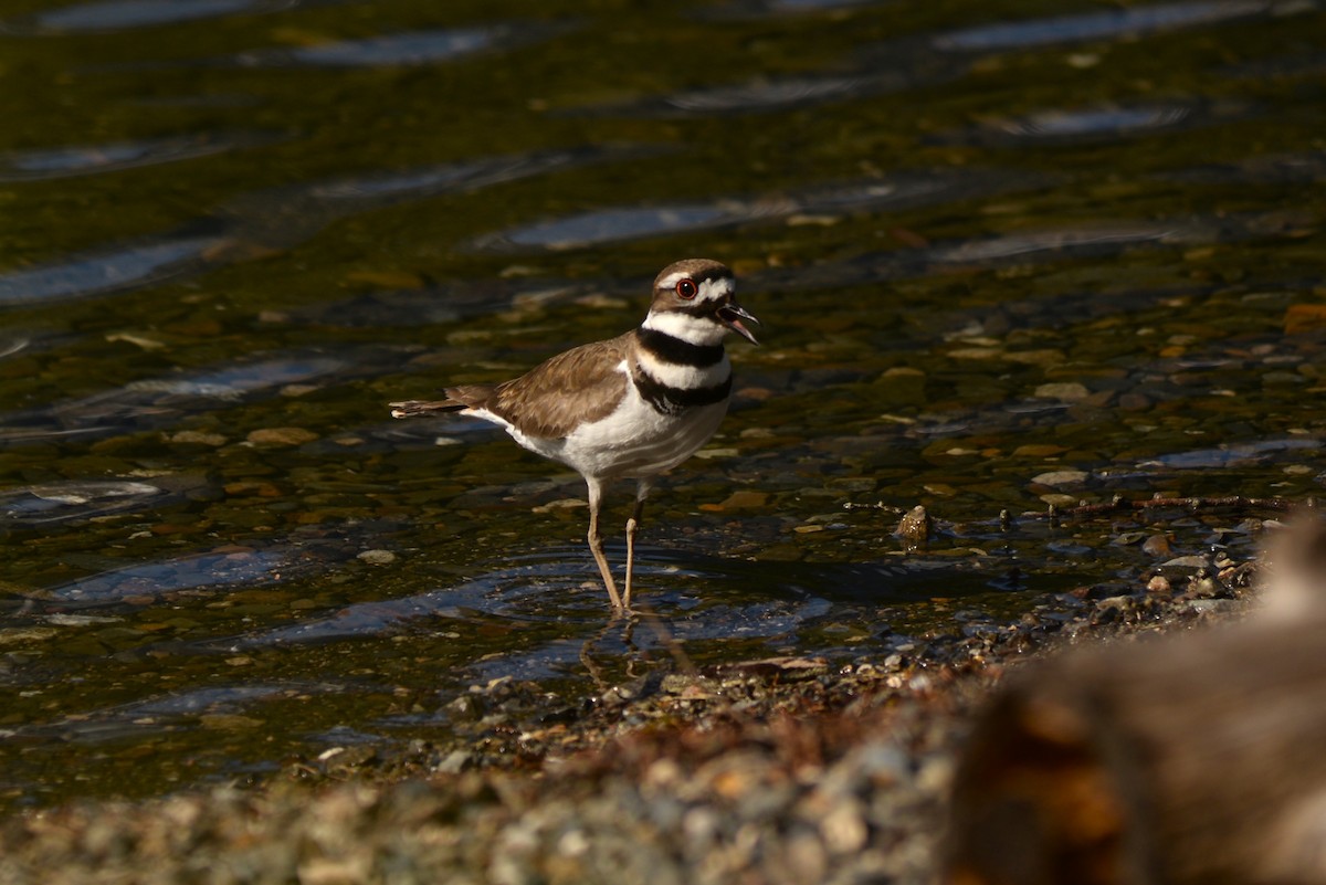 Killdeer - ML636498543