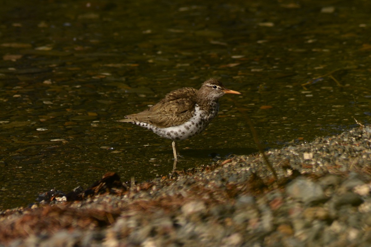 Spotted Sandpiper - ML636498565