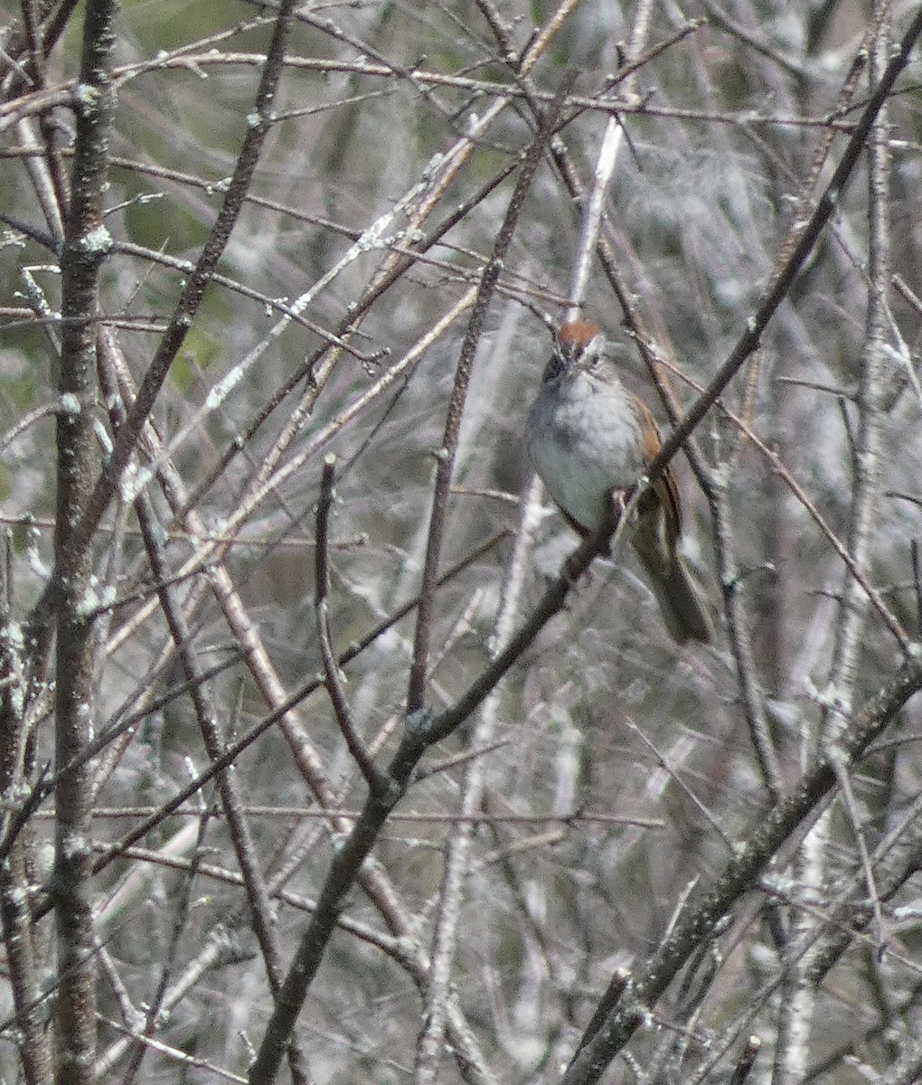 Swamp Sparrow - ML636498577
