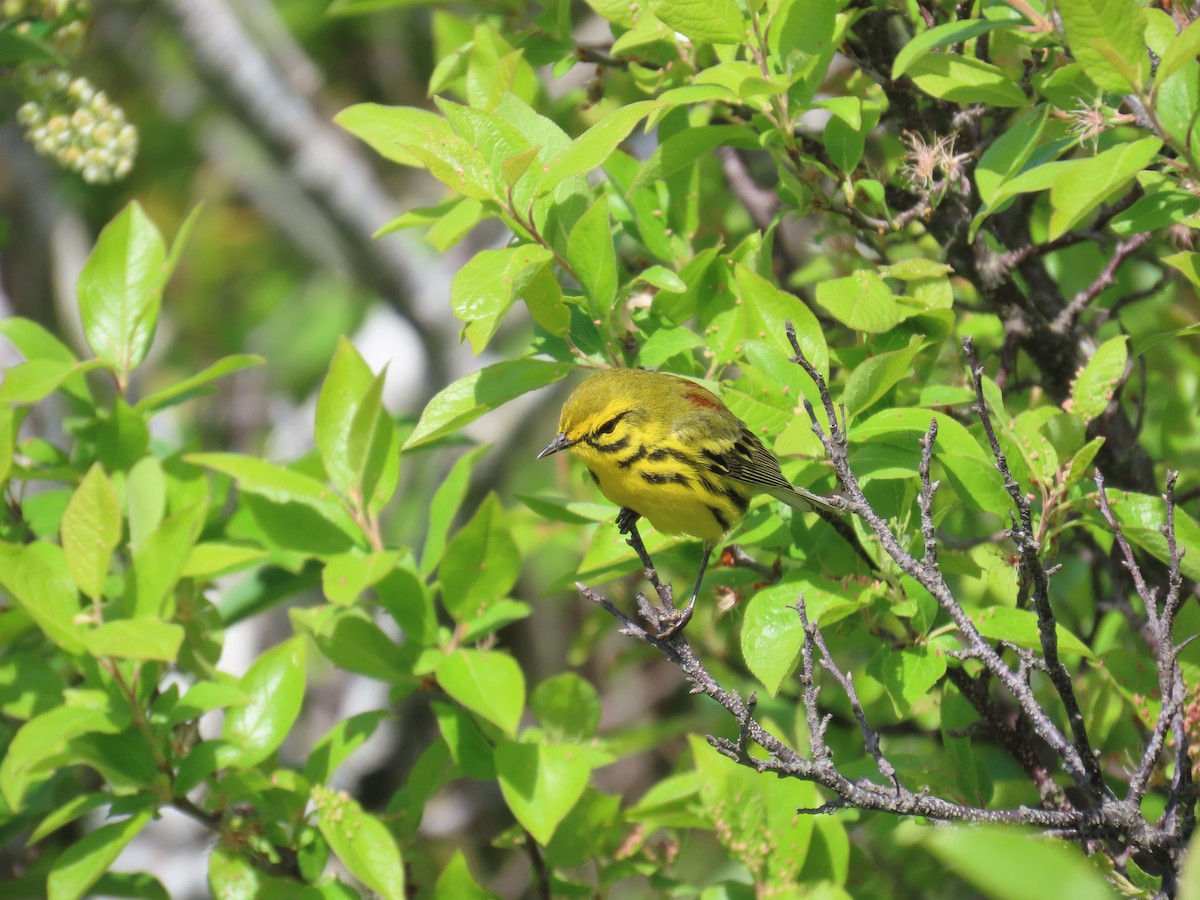 Prairie Warbler - ML636498614