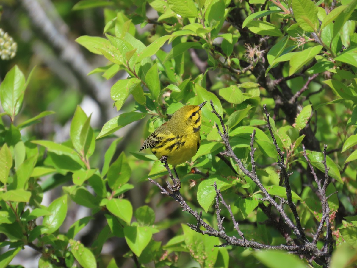 Prairie Warbler - ML636498615