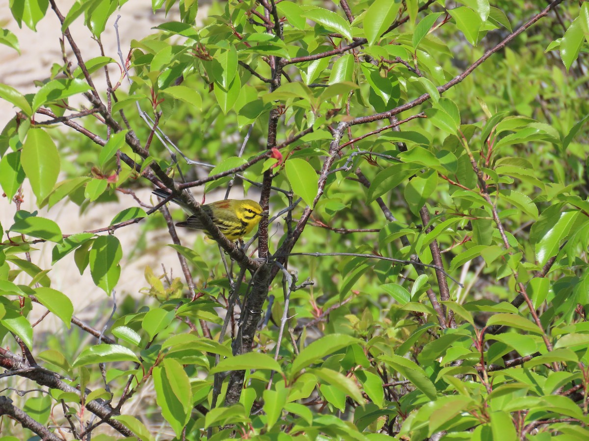 Prairie Warbler - ML636498616