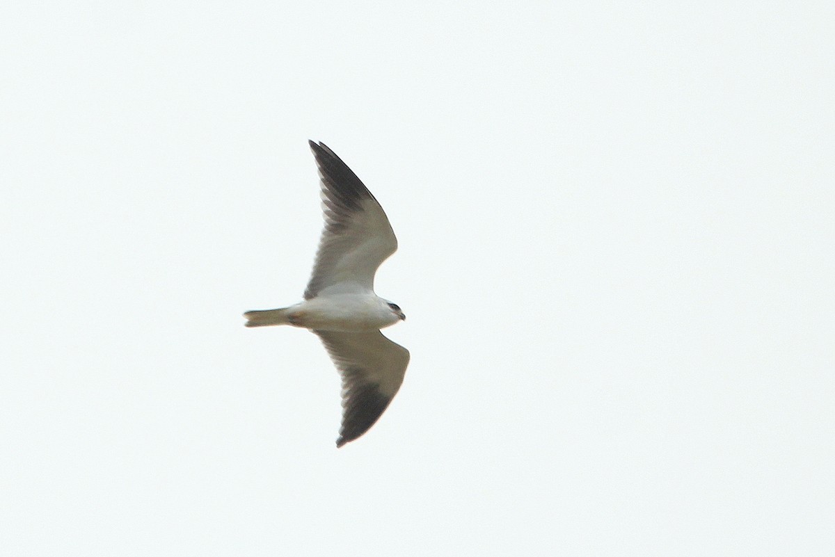 Black-winged Kite - ML636498723