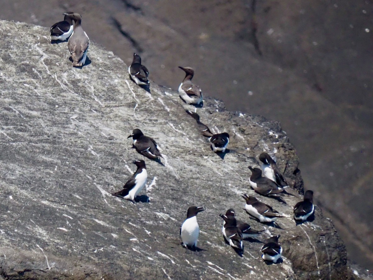 Razorbill - ML636498728