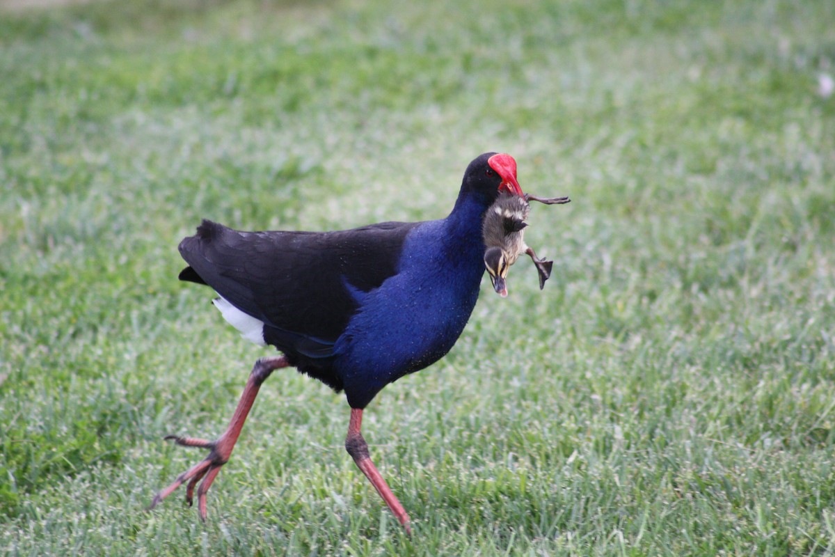 Australasian Swamphen - ML636498748