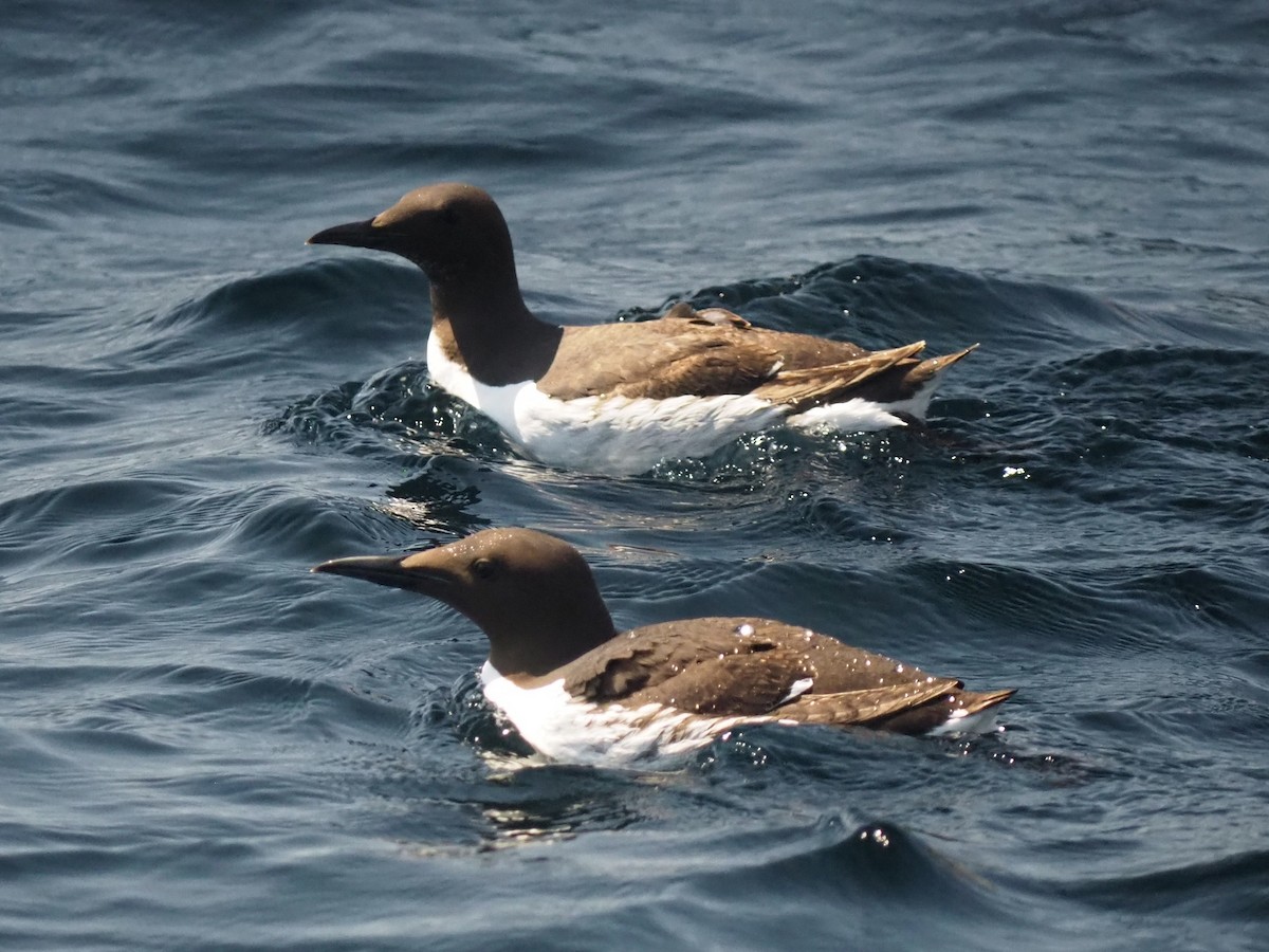 Common Murre - ML636498751