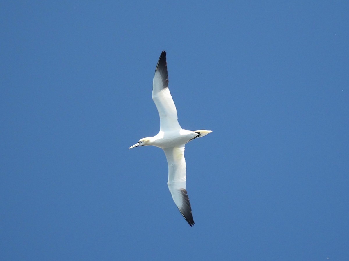 Northern Gannet - ML636498774