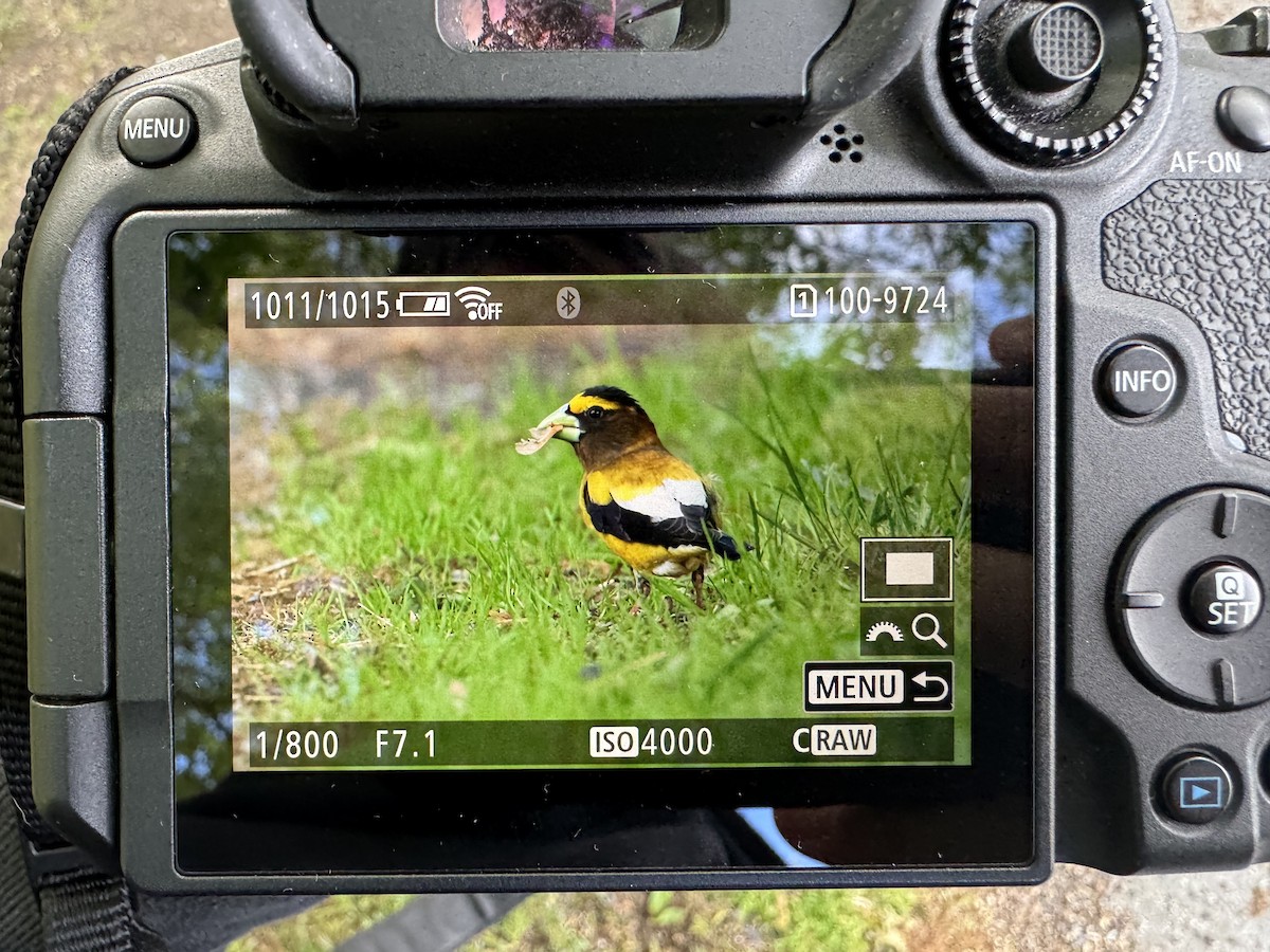 Evening Grosbeak - ML636498784