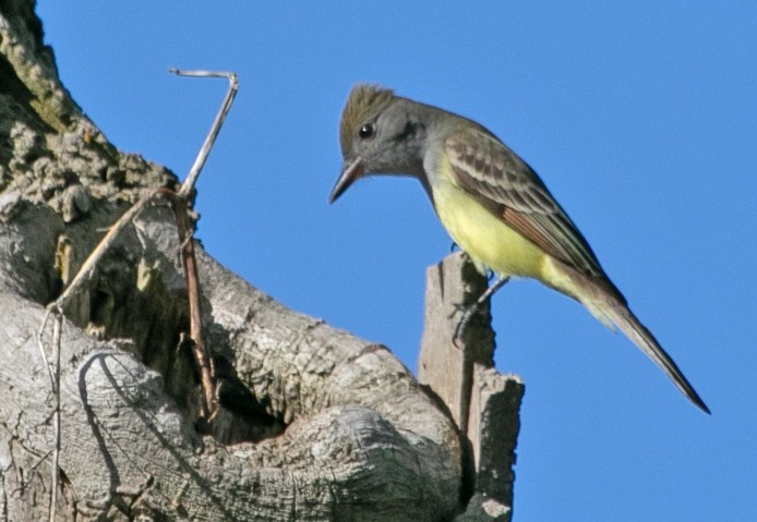 Great Crested Flycatcher - ML636498828